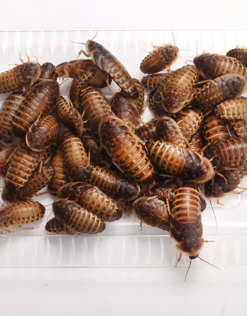 50 Large Dubia Roaches to Feed Your Reptile about 1" 