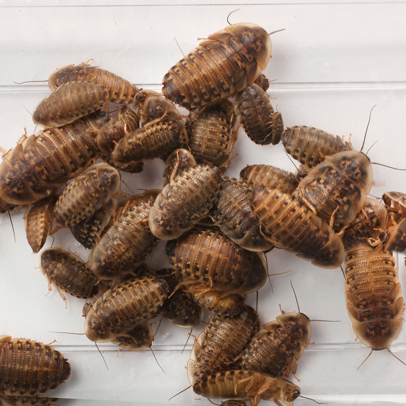 Large Dubia Roaches Qty. 